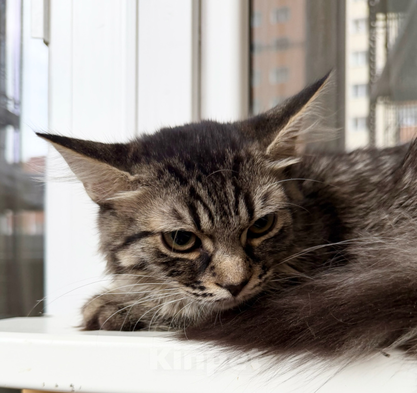 Кошки в Москве: Котёнок Тонни — пушистый сибирячок в добрые руки Мальчик, Бесплатно - фото 3