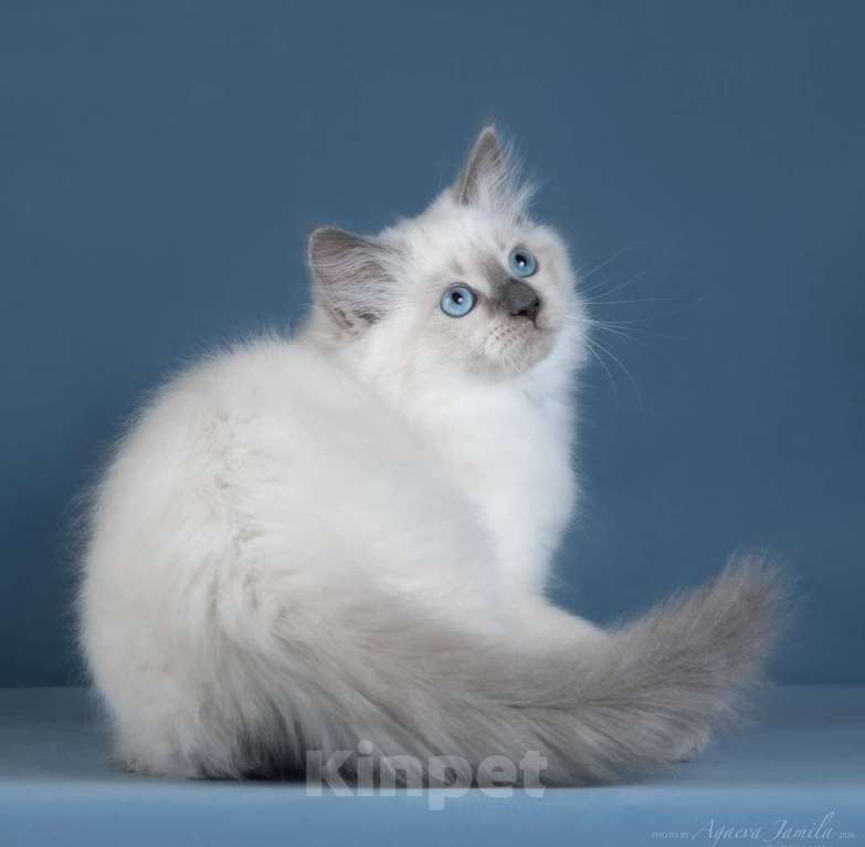 Кошки в Москве: Невская кошечка Девочка, Бесплатно - фото 2