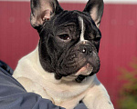 Собаки в Воронеже: Французский бульдог Мальчик, 40 000 руб. - фото 1