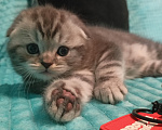 Кошки в Санкт-Петербурге: Шотландский вислоухий котенок Мальчик, 17 000 руб. - фото 1