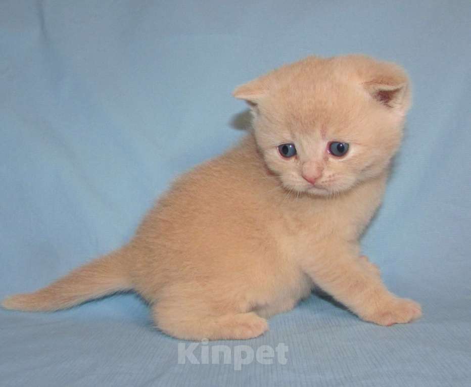 Кошки в Санкт-Петербурге: шотландский кремовый котик Мальчик, 25 000 руб. - фото 5