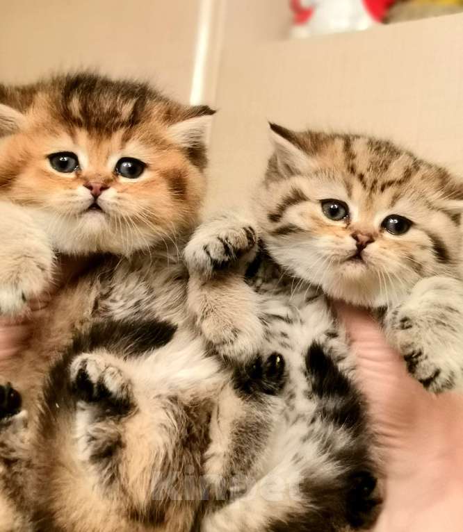 Кошки в Москве: Котик и кошечка Мальчик, 22 000 руб. - фото 5