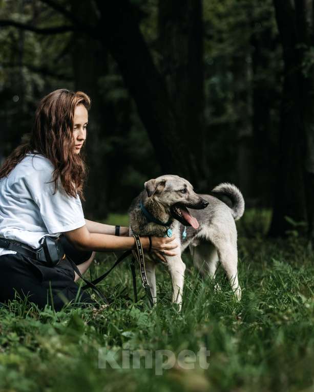 Собаки в Москве: Вини продолжает ждать.. Мальчик, Бесплатно - фото 2