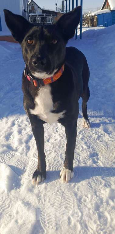 Собаки в Москве: Марси чудесная собака-компаньон ищет дом! Девочка, Бесплатно - фото 4