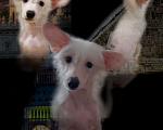 Собаки в Колпино: Щенки китайской хохлатой Мальчик, 18 руб. - фото 9