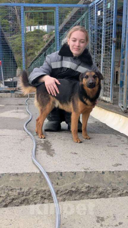 Собаки в других городах Краснодарского края: Метис ягдтерьера в дар с доставкой чипирован кастрирован Мальчик, Бесплатно - фото 8