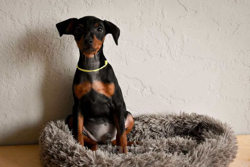 Собаки в Краснодаре: Щенки Цвергпинчер РКФ Разнополые, 40 000 руб. - фото 5
