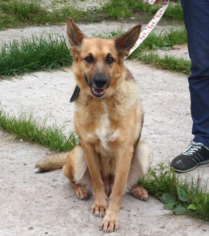 Собаки в Москве: Молодая, верная собака Герда ждет своего человека! Девочка, Бесплатно - фото 8