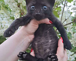 Кошки в Москве: Чёрный котёнок в добрые руки Мальчик, Бесплатно - фото 5