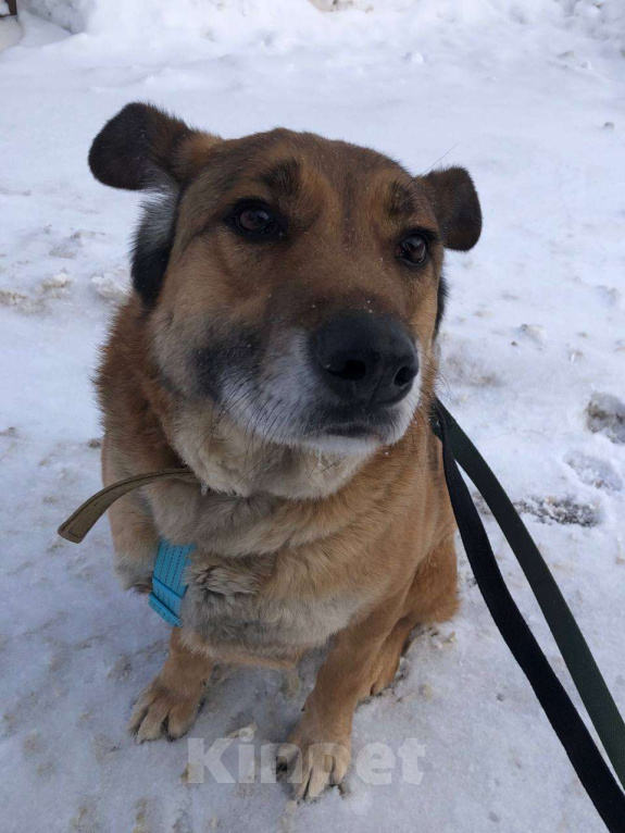 Собаки в Москве: Очаровательный ушастик Лёня из приюта Мальчик, Бесплатно - фото 2