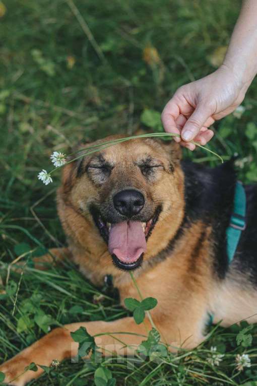 Собаки в Москве: Мия Девочка, Бесплатно - фото 5