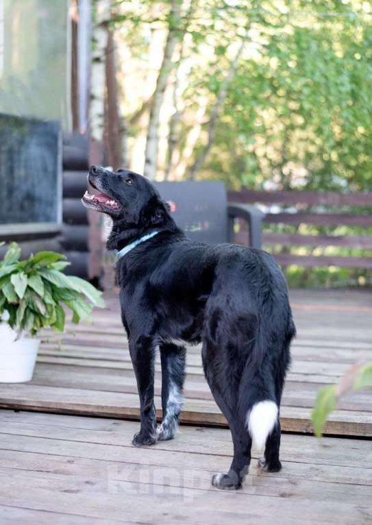 Собаки в Москве: Бимка, хороший парнишка ищет любовь человека Мальчик, Бесплатно - фото 4