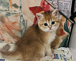 Кошки в Краснодаре: Предлагаю к продаже котят золотой шиншиллы Девочка, 18 000 руб. - фото 1