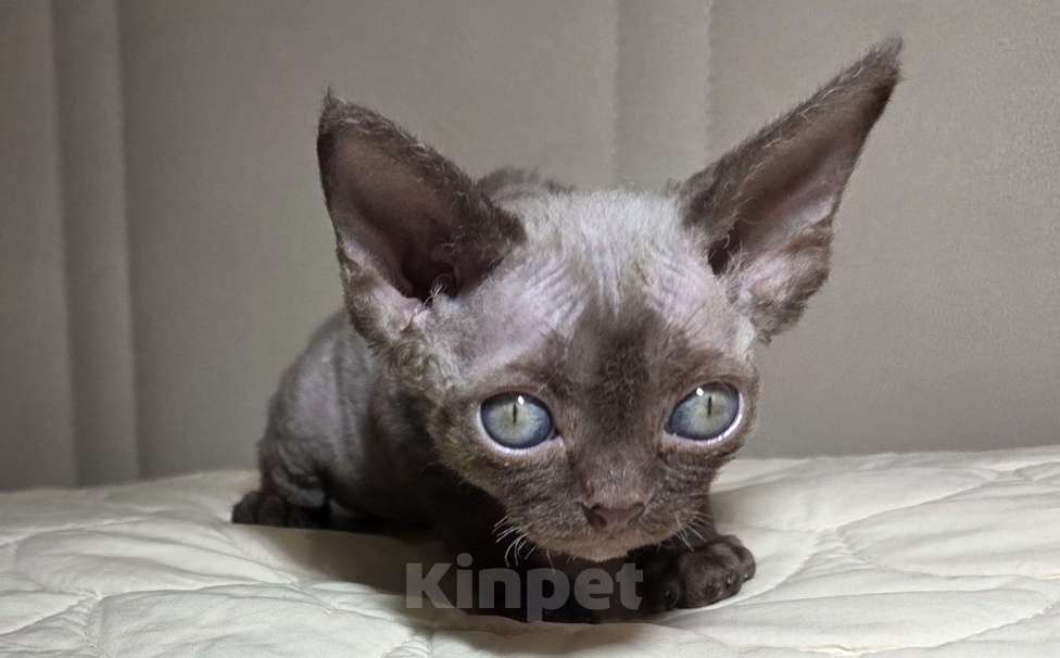 Кошки в Москве: Котенок Девон рекс Девочка, 85 000 руб. - фото 2