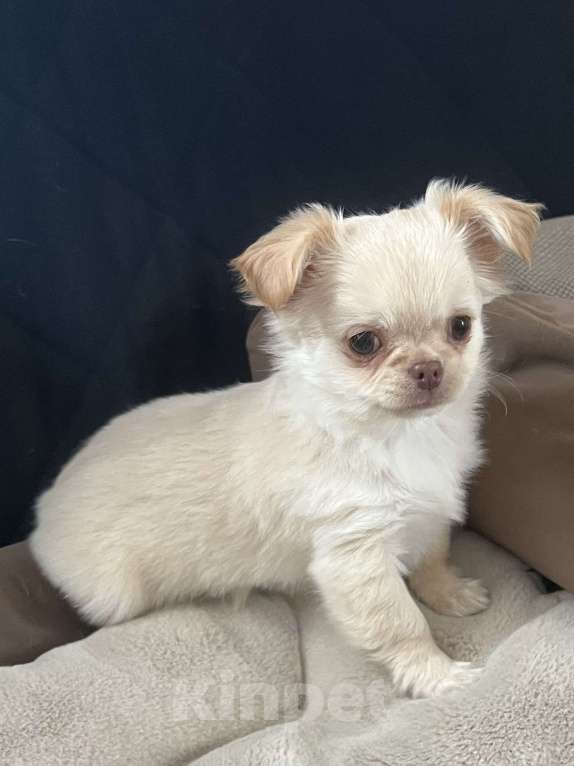 Собаки в Санкт-Петербурге: Щенок чихуахуа, сука Девочка, 50 000 руб. - фото 10