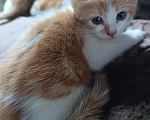 Кошки в Калуге: Котёнок Мальчик, Бесплатно - фото 1