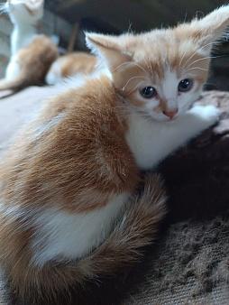Котёнок
