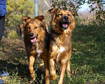 Собаки в Москве: Неразлучные друзья Кокос и Тыква ищут дом Мальчик, Бесплатно - фото 2