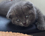 Кошки в Красноярске: Вязка с вислоухим шотландским котом, 1 500 руб. - фото 7