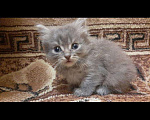 Кошки в Бикине: Отдам котят в хорошие руки, Бесплатно - фото 2