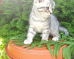Кошки в Саратове: девочка Девочка, 2 500 руб. - фото 4
