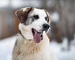 Собаки в Москве: Общительный и дружелюбный Макс ищет дом! Мальчик, Бесплатно - фото 1