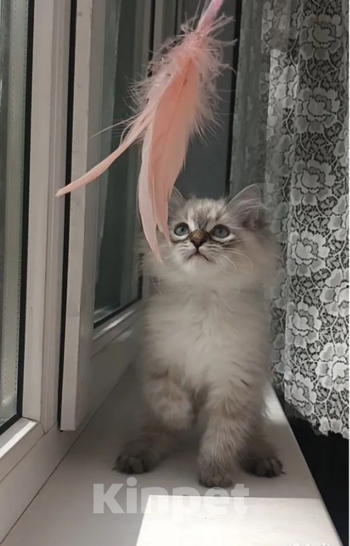 Кошки в Санкт-Петербурге: Невские маскарадные малыши Девочка, 20 000 руб. - фото 1