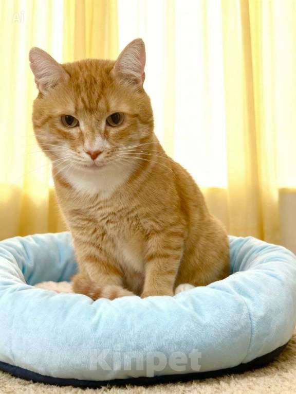 Кошки в Москве: Брутальный рыжий кот в добрые руки Мальчик, Бесплатно - фото 4