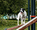 Собаки в Москве: Собака в добрые руки Мальчик, Бесплатно - фото 7