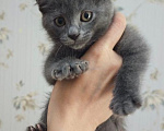 Кошки в Москве: Котенок в поисках семьи Мальчик, Бесплатно - фото 1