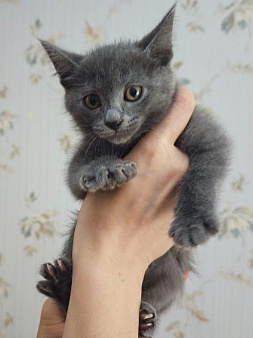 Котенок в поисках семьи