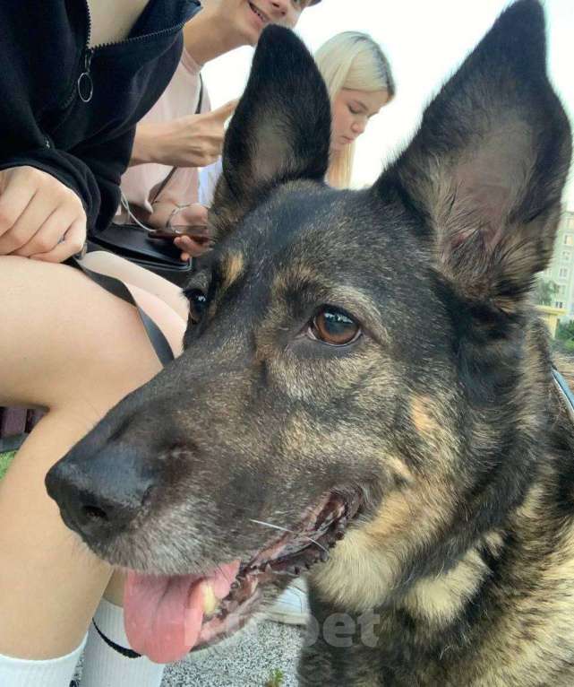 Собаки в Москве: ПОТЕРЯЛАСЬ СОБАКА! ПОМОГИТЕ НАЙТИ! Девочка, 50 000 руб. - фото 4