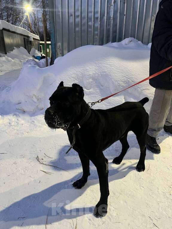 Собаки в Ногинске: Муфа - кане-корсо попал в приют Мальчик, Бесплатно - фото 9