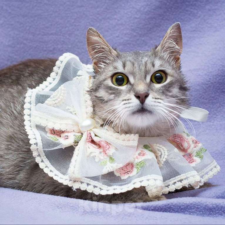 Кошки в Москве: Серебристая кошечка Тереза Девочка, Бесплатно - фото 2