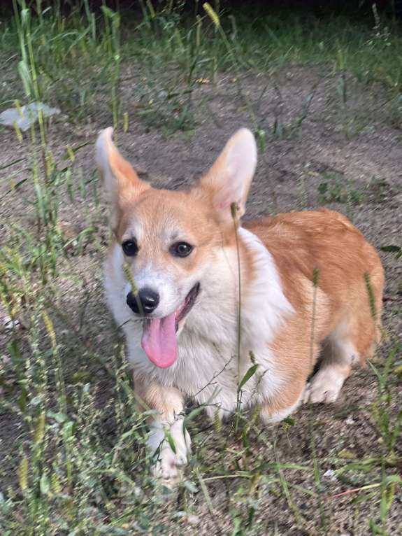 Собаки в Новосибирске: Щенок Вельш корги пемброк  Мальчик, 50 000 руб. - фото 6