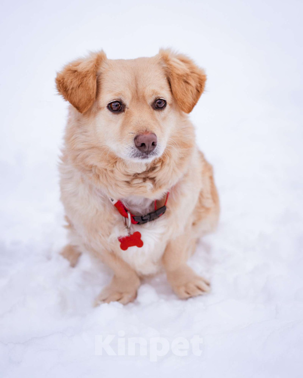 Собаки в Москве: Маленький пёсик иет семью Мальчик, Бесплатно - фото 2