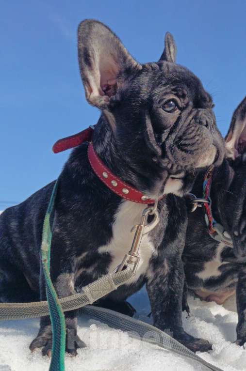 Собаки в Москве: Дуняша Девочка, 45 000 руб. - фото 2