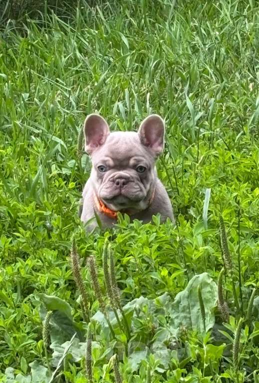 Собаки в других городах Московской области: Щенки французского бульдог  Мальчик, 65 000 руб. - фото 5