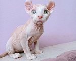 Кошки в Новосибирске: Котёнок эльф Мальчик, Бесплатно - фото 1