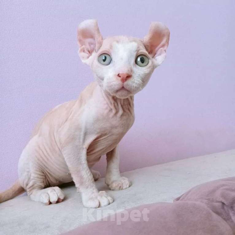 Кошки в Новосибирске: Котёнок эльф Мальчик, Бесплатно - фото 1
