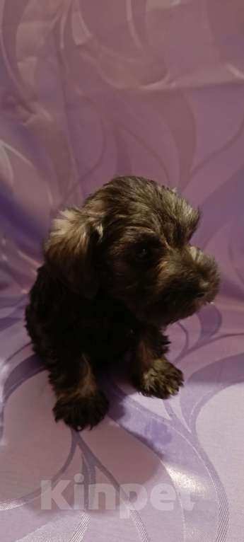 Собаки в Москве: Щенки цвергшнауцера Мальчик, 50 000 руб. - фото 4