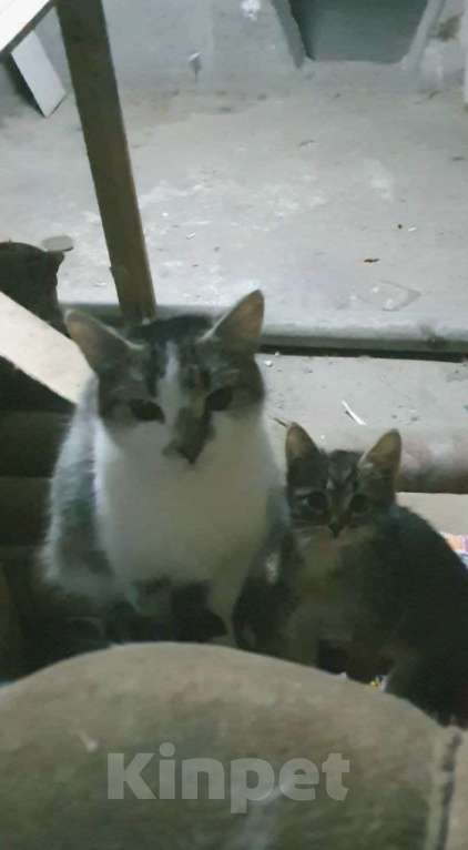 Кошки в Москве: Мэри — кошка с большим сердцем Девочка, Бесплатно - фото 10