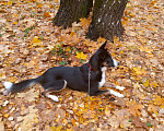 Собаки в Москве: Ищем ответственных хозяев для прекрасной собаки Эльзы. Девочка, Бесплатно - фото 2