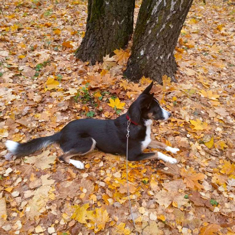 Собаки в Москве: Ищем ответственных хозяев для прекрасной собаки Эльзы. Девочка, Бесплатно - фото 2