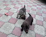 Собаки в Ростове-на-Дону: Курцхаар-мальчик  Мальчик, 10 000 руб. - фото 2
