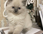 Кошки в Краснодаре: Котик Невский маскарадный Мальчик, Бесплатно - фото 2