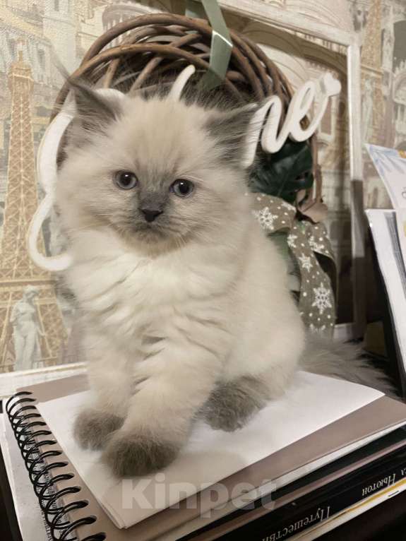 Кошки в Краснодаре: Котик Невский маскарадный Мальчик, Бесплатно - фото 2