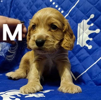 Щенки кокер спаниеля