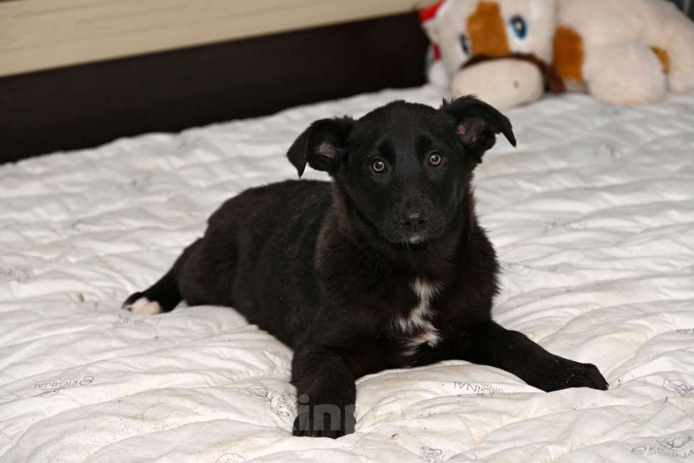 Собаки в других городах Московской области: Марлин  4 мес. Добрая ,игривая, нежная девочка! Ждет своего настоящего Друга! Девочка, 1 000 руб. - фото 4