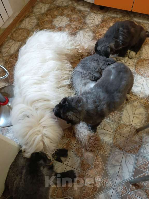 Собаки в других городах Московской области: щенки южнорусской овчарки Мальчик, 50 000 руб. - фото 8
